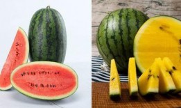 国内免费吃瓜网站