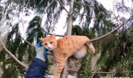 会爬树的猫爆料视频大全,揭秘喵星人神奇技能的趣味视频大盘点