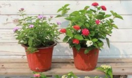 河南出轨爆料新闻视频最新,真相与道德的碰撞