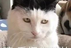 猫猫吃瓜娱乐圈,趣味横生的娱乐圈幕后故事