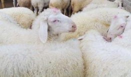 育肥羊爆料视频最新消息,揭秘羊羔育肥行业最新动态