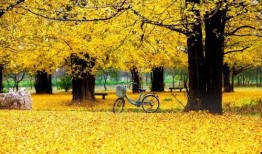 临沂银杏树爆料事件视频,真相与争议交织的生态谜团