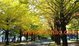 临沂银杏树爆料事件视频,真相与争议交织的生态谜团