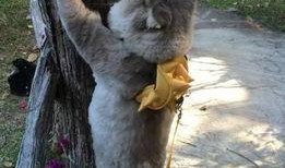 会爬树的猫爆料视频大全,揭秘喵星人神奇技能的趣味视频大盘点