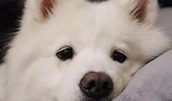 新春萨摩技能爆料视频在线观看,视频爆料带你领略全新战斗风采