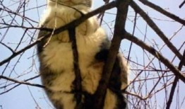 会爬树的猫爆料视频大全,揭秘喵星人神奇技能的趣味视频大盘点