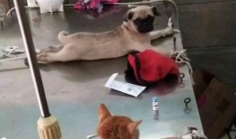 巴哥爆料典藏视频下载百度云,揭秘百度云下载全攻略