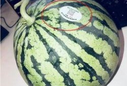 郯城网红吃瓜,揭秘当地美食背后的故事