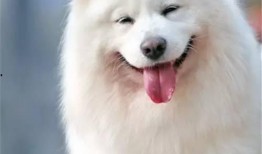 新春萨摩技能爆料视频在线观看,视频爆料带你领略全新战斗风采