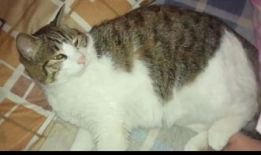 猫猫吃瓜娱乐圈,趣味横生的娱乐圈幕后故事